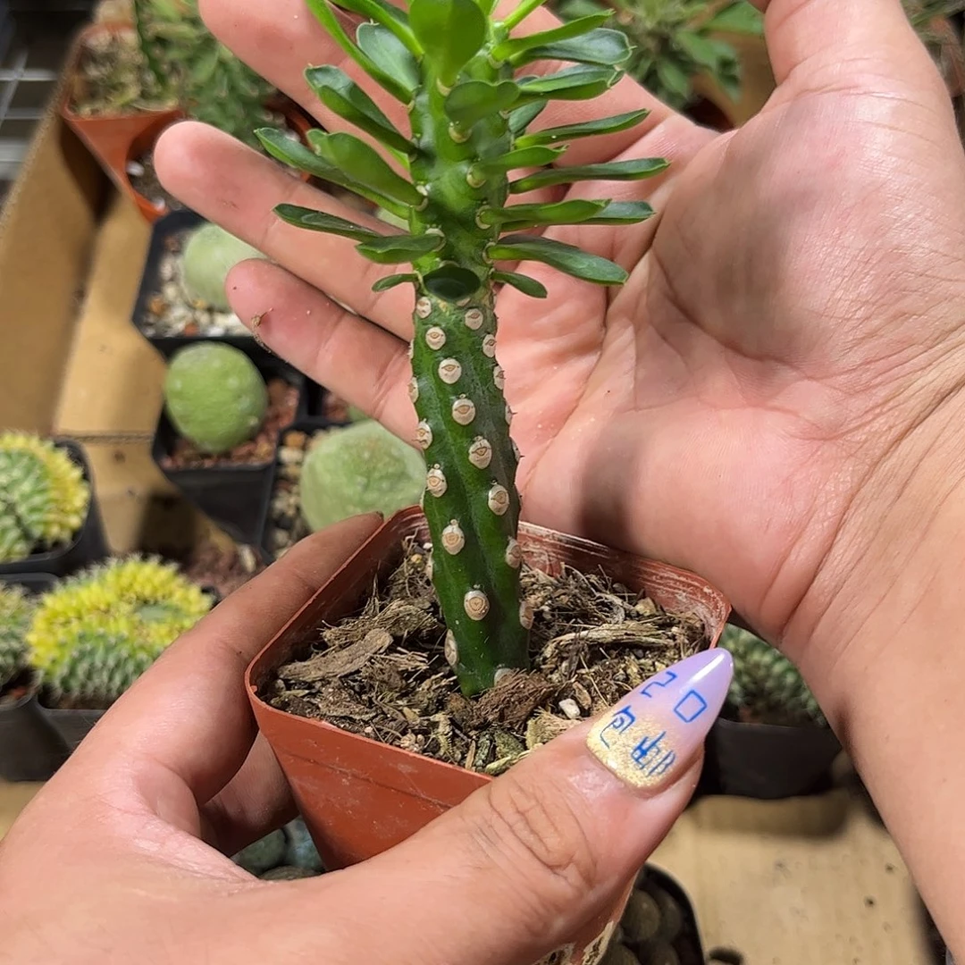 无刺霸王鞭有根发货有根