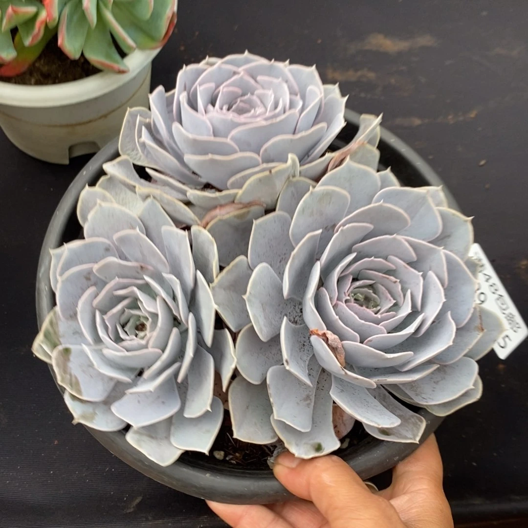 夏悦多肉8029-25圣卡