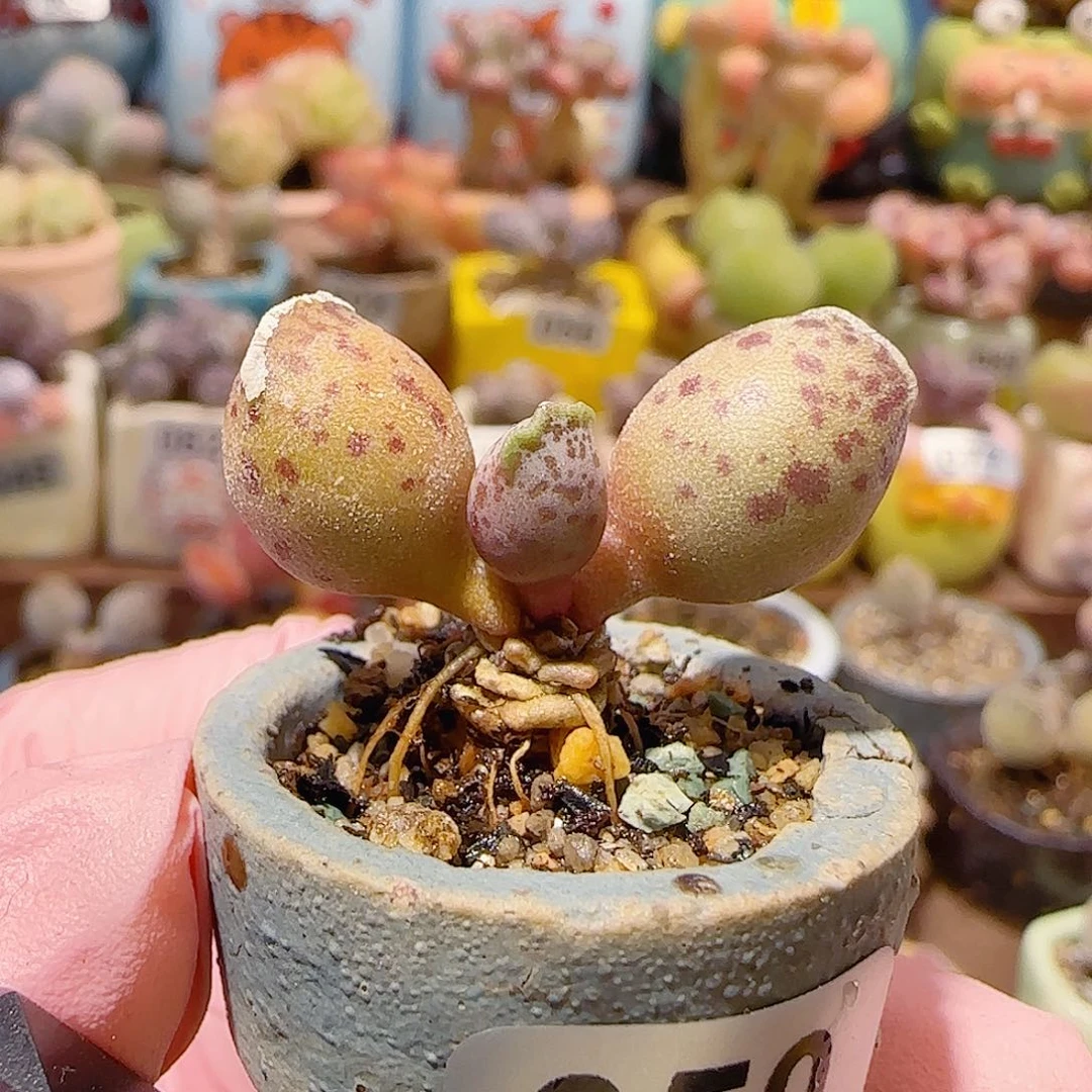 T达摩白丸盆口2.5cm