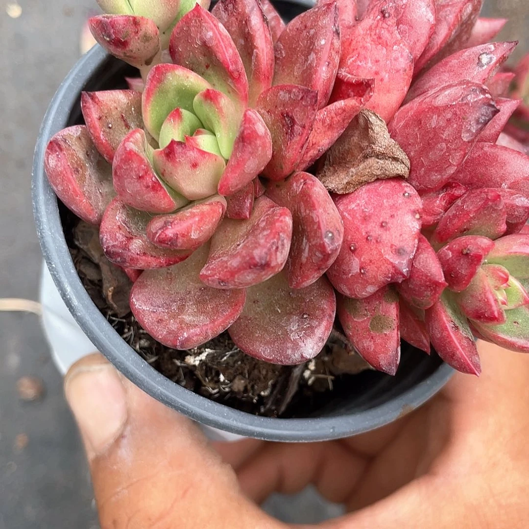 夏洛特福利带盆发货