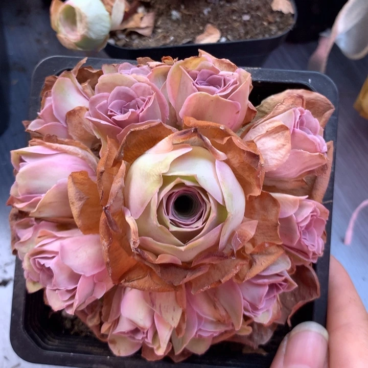 一物一拍星辰清秋002