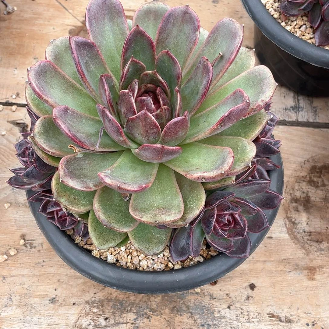 胡*青多肉植物一物一拍