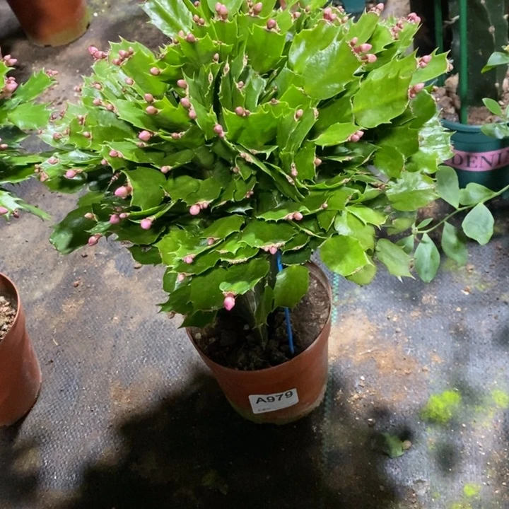 当前无花栽培后可以开花979爱丽丝