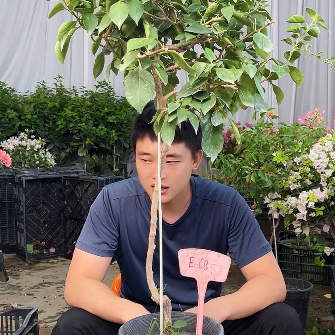 海***芋大部分花苞少量开放E68佩德罗