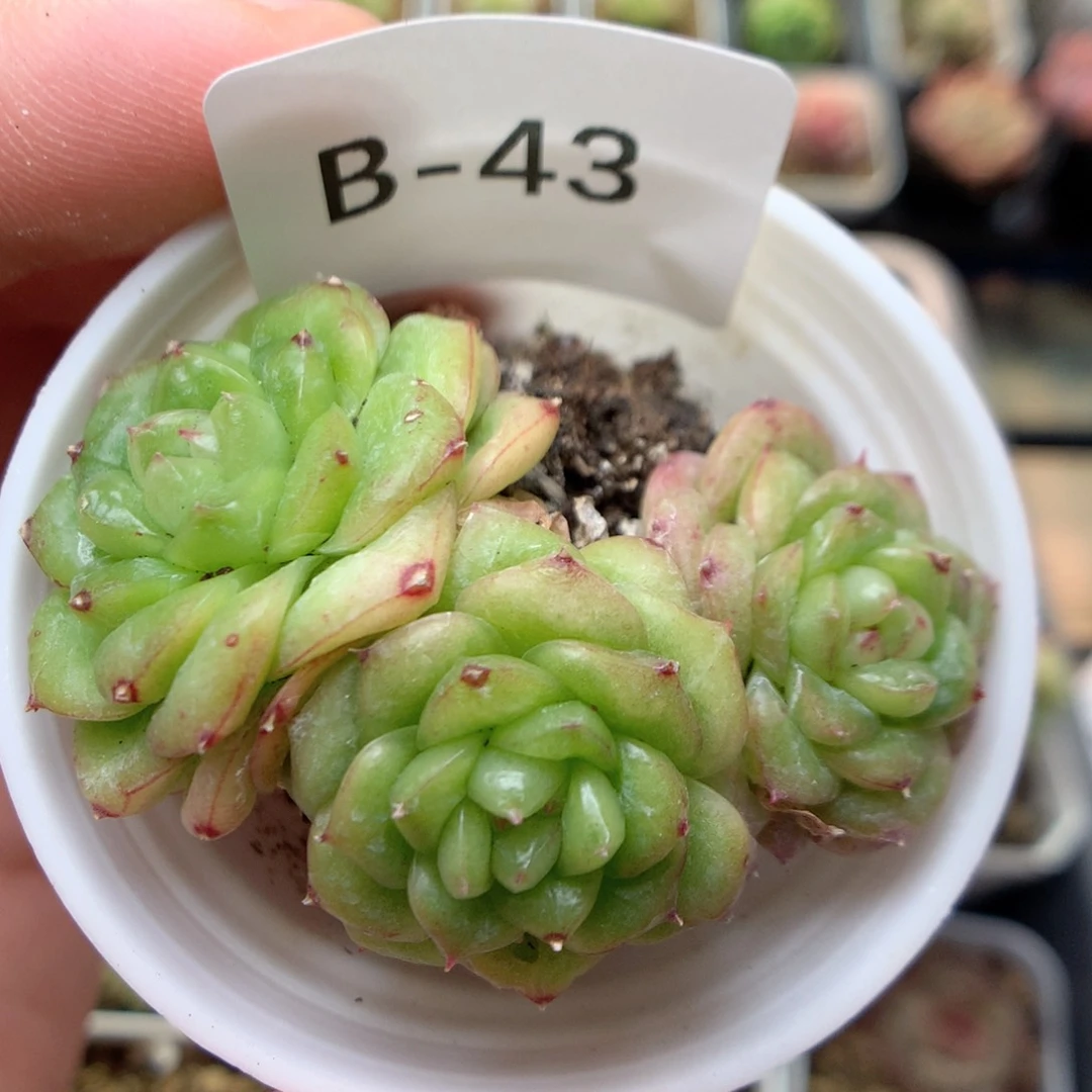 B43秃子绿透珍妮Q42