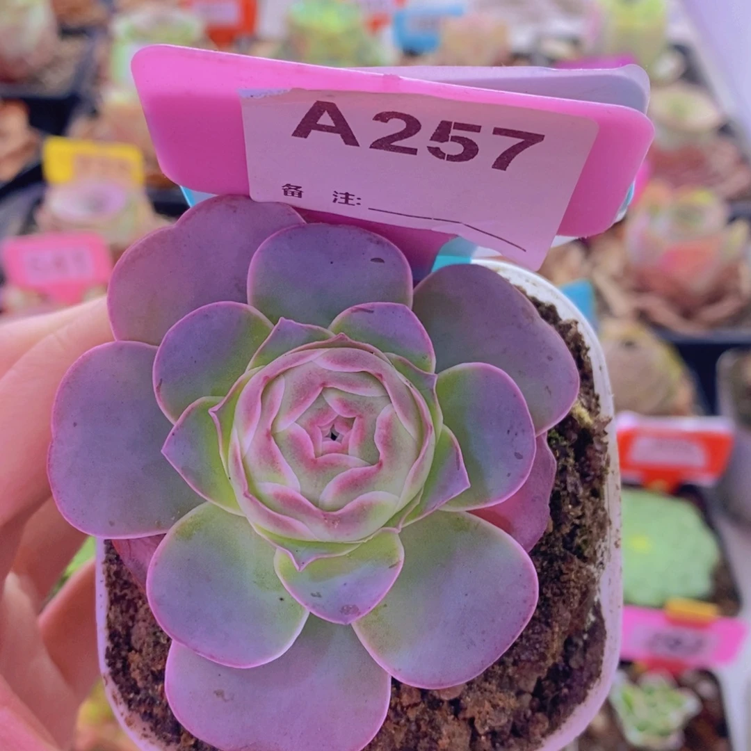 风***丽山地玫瑰一物一拍185