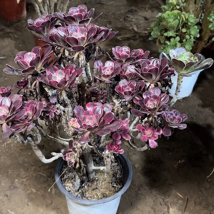 星***辰多肉植物法师丽娜不包小损56