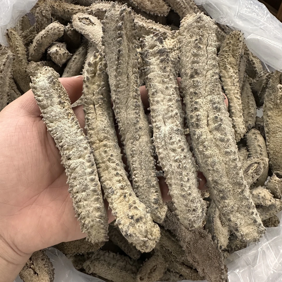 马代刺参高刺野生刺参肉厚Q弹高端刺参干货参王非辽刺参