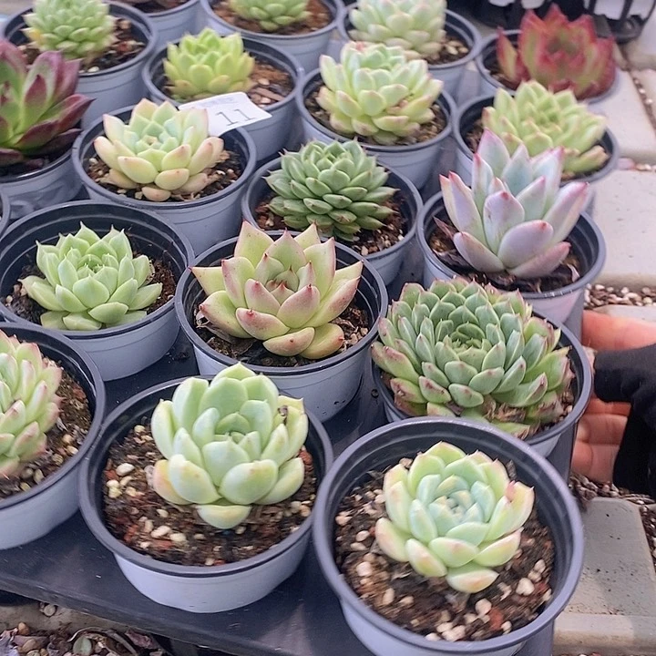 11 多肉植物盆栽花卉