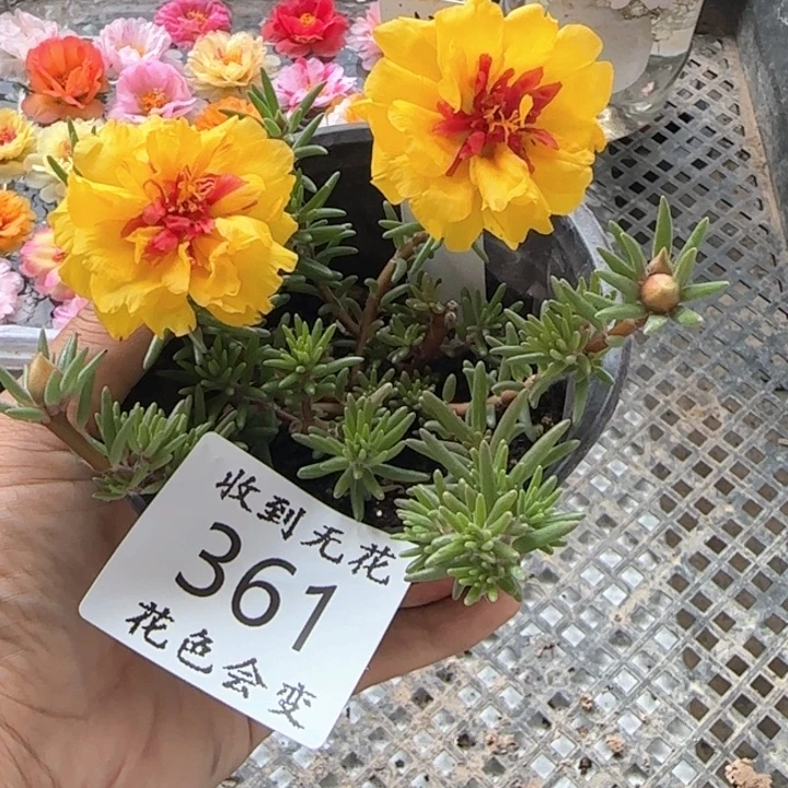 无花朵361红心黄特殊色超小盆苗盆口10cm