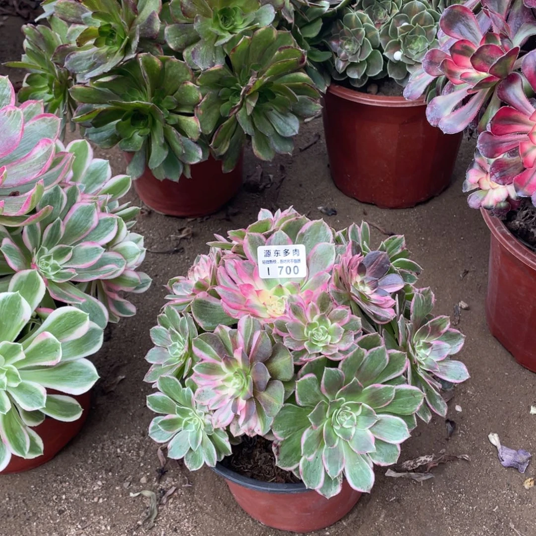 700万紫多肉法师断枝不包