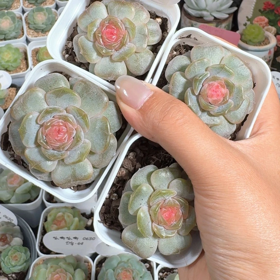 0630-079-彩色恋人量拍一颗