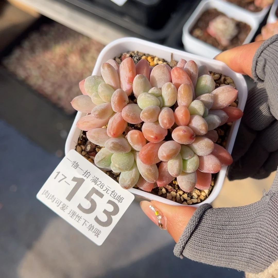 香玉多肉多肉多肉多肉