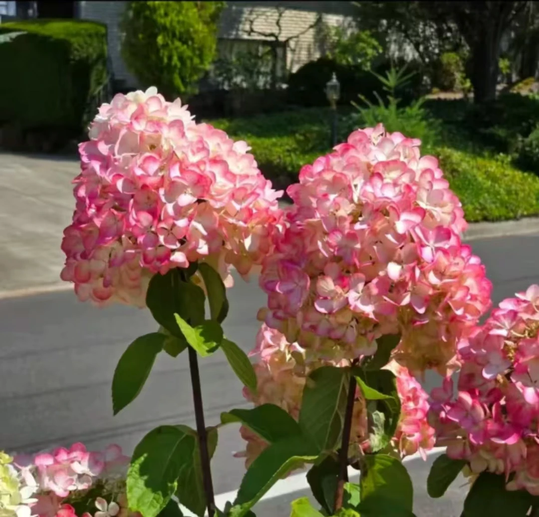 【红宝石灯塔 】露天圆锥木绣球生花苞适合盆栽地栽