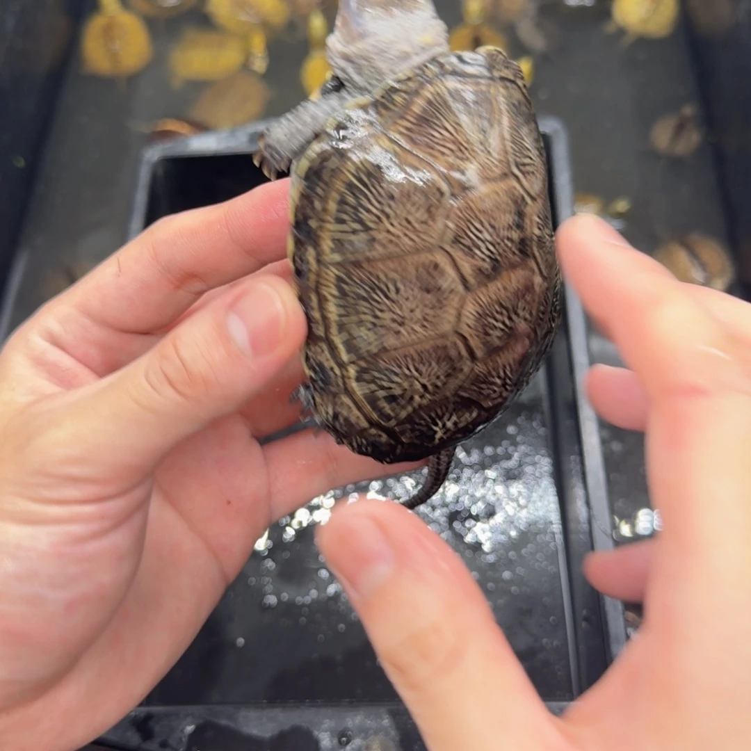 不分公母宠物龟欧泽