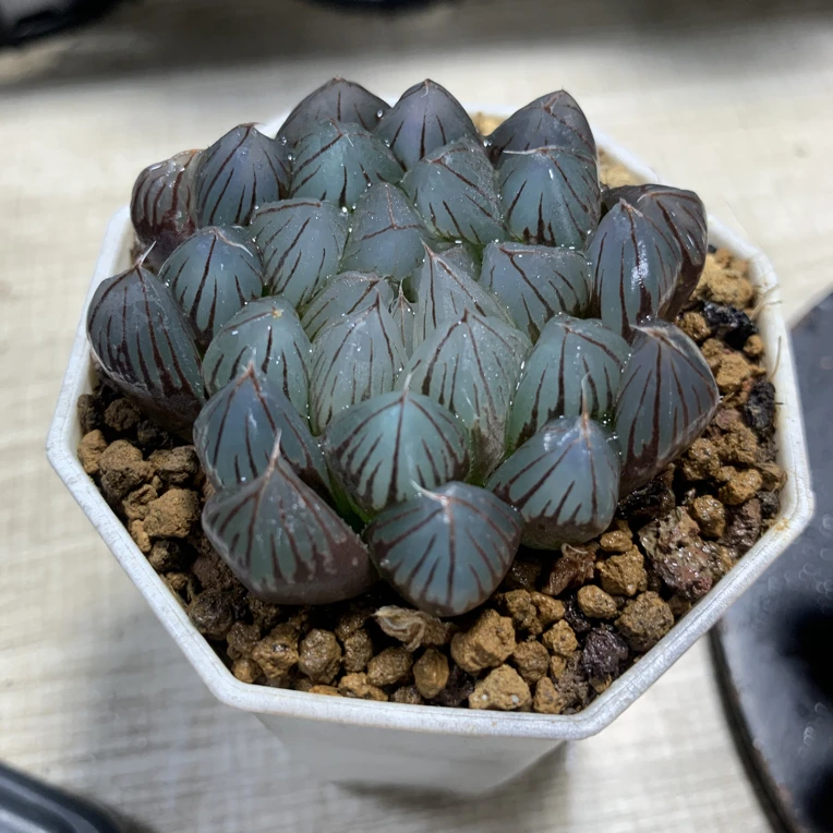 粉龙爪多肉植物新手好养【16包邮】