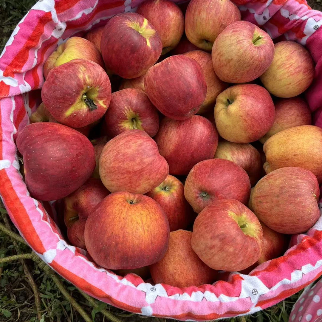 云南昭通红露苹果丑苹果当季现摘脆甜多汁冰糖心新鲜水果