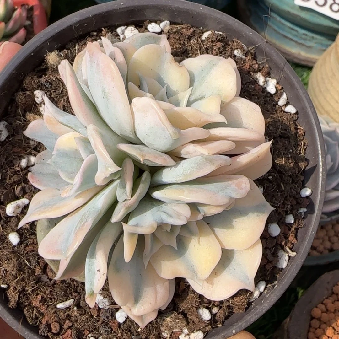 丽娜莲锦群  多肉植物