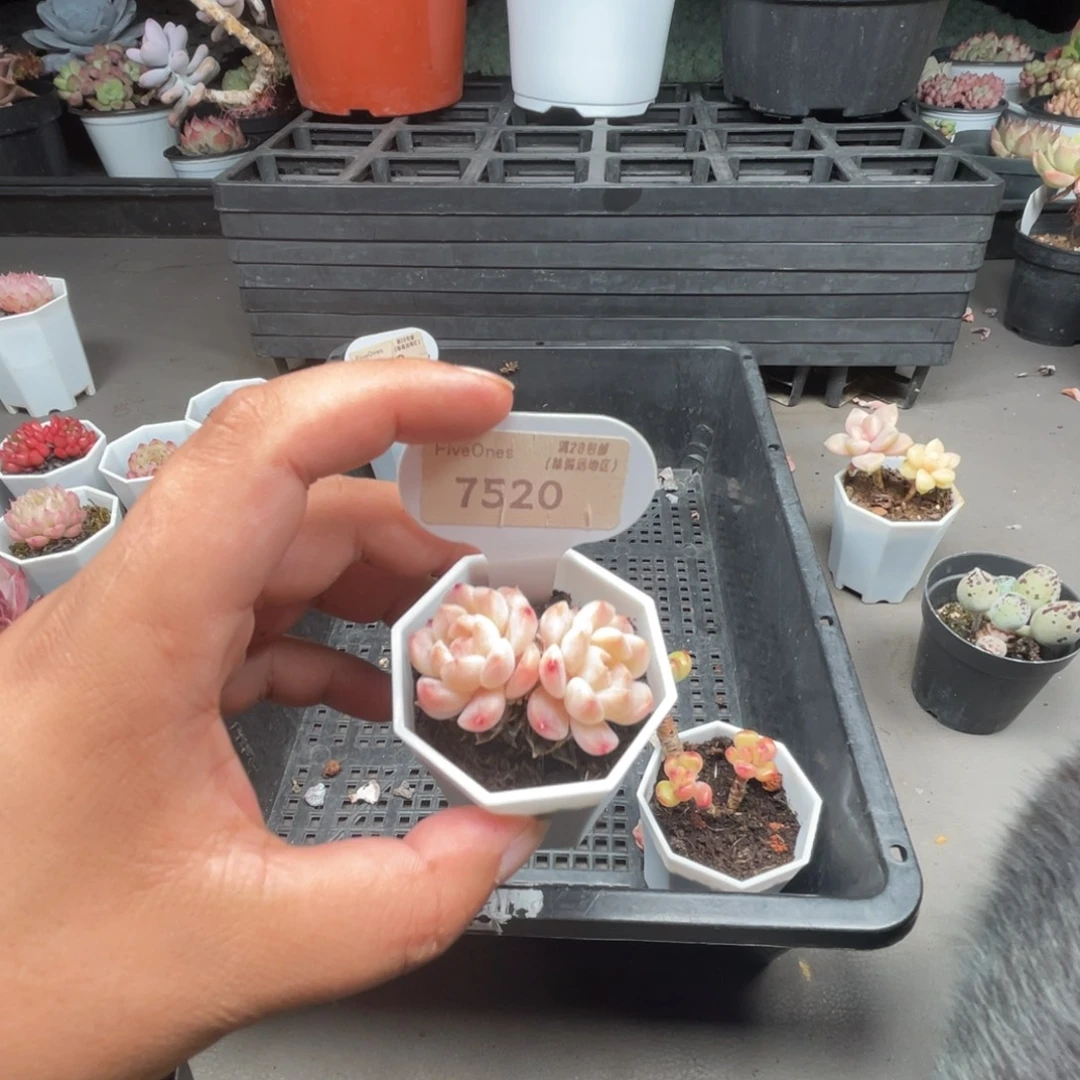 7520冰魄  4.0厘米