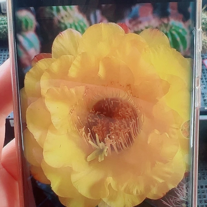 毛花柱黄金酒杯侧芽拍一发二