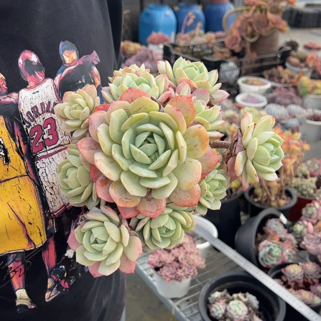 韩国恋曲单头带手捧多肉