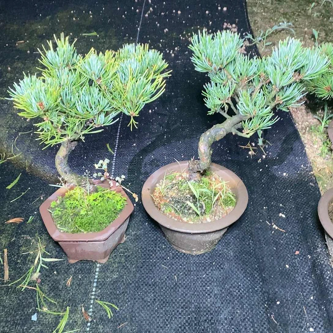 【闪购商品】无花朵笑**湖