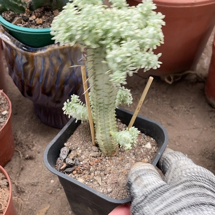 无花朵白桦麒麟锦一物一拍