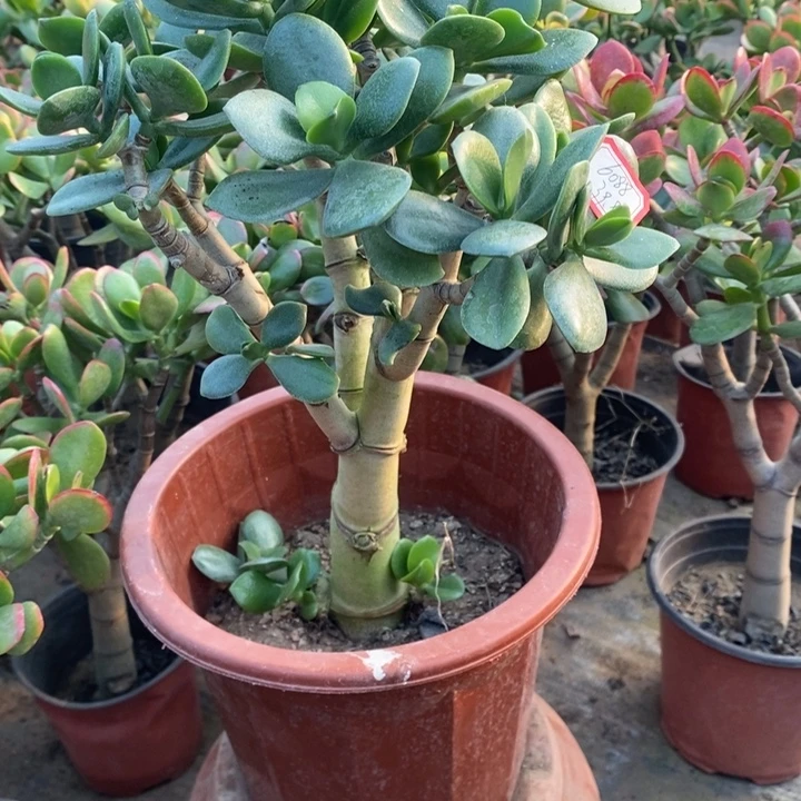 平***安原始老青玉一物一拍