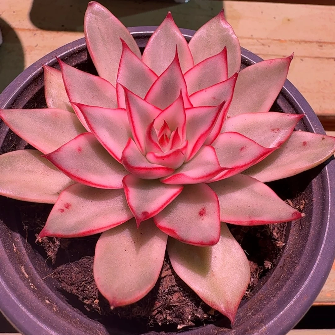 吉赛尔锦，锦上园艺一物一拍