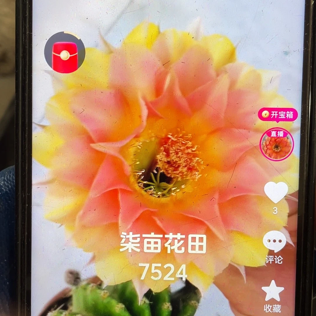 7524侧芽歪5公分左右满18包邮