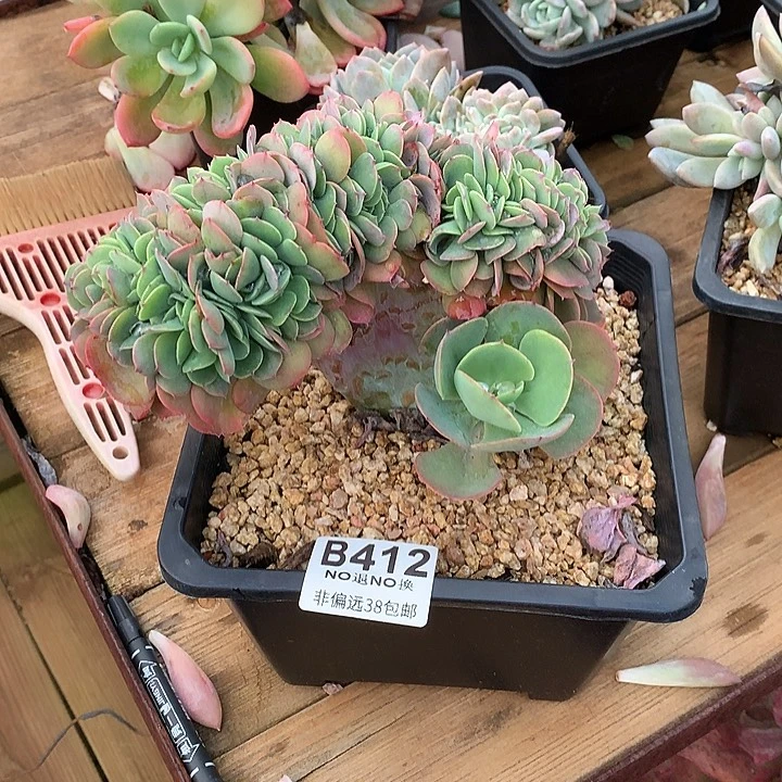 莫妮卡缀化412 需要延迟发货