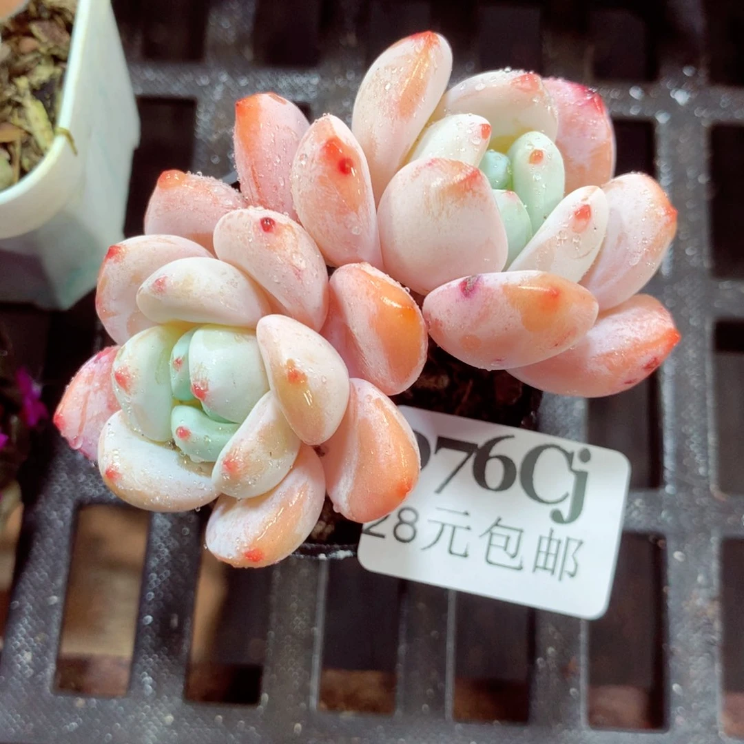 5厘米盆精控多肉076