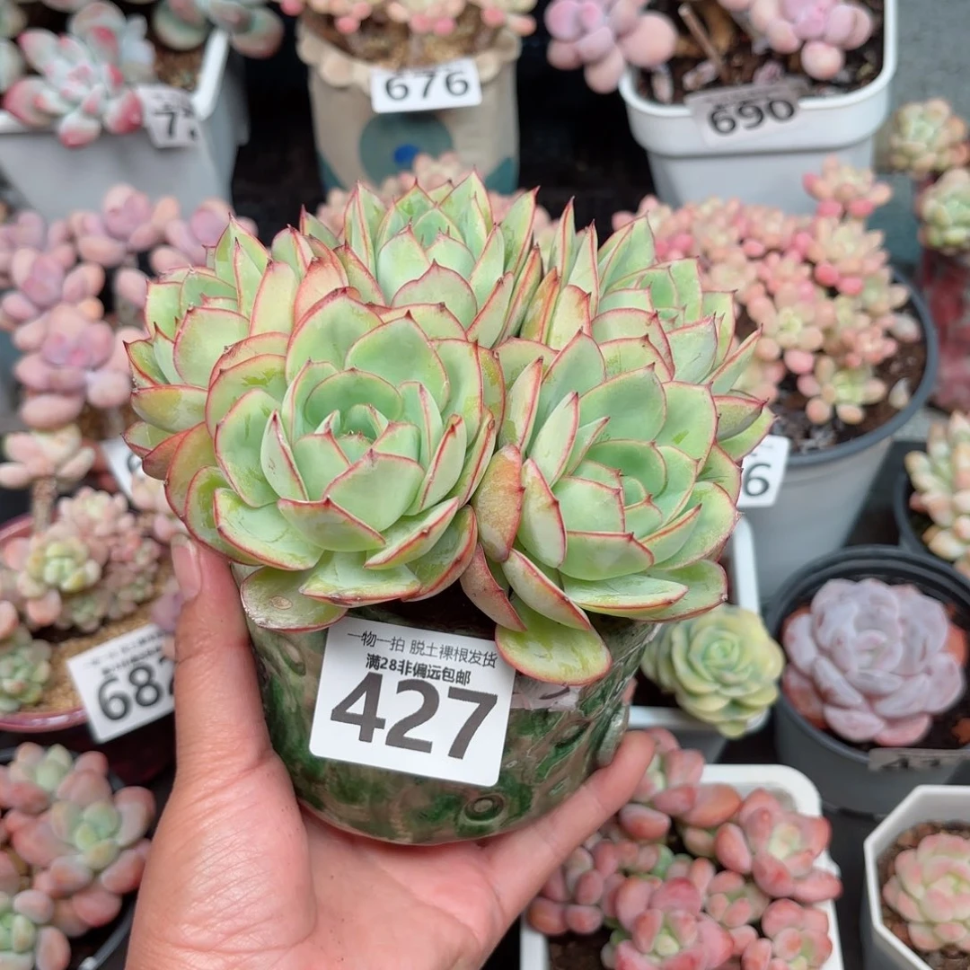 牡丹亭无盆土发货