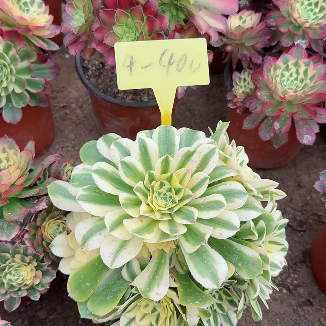 4-400+-多头多肉植物