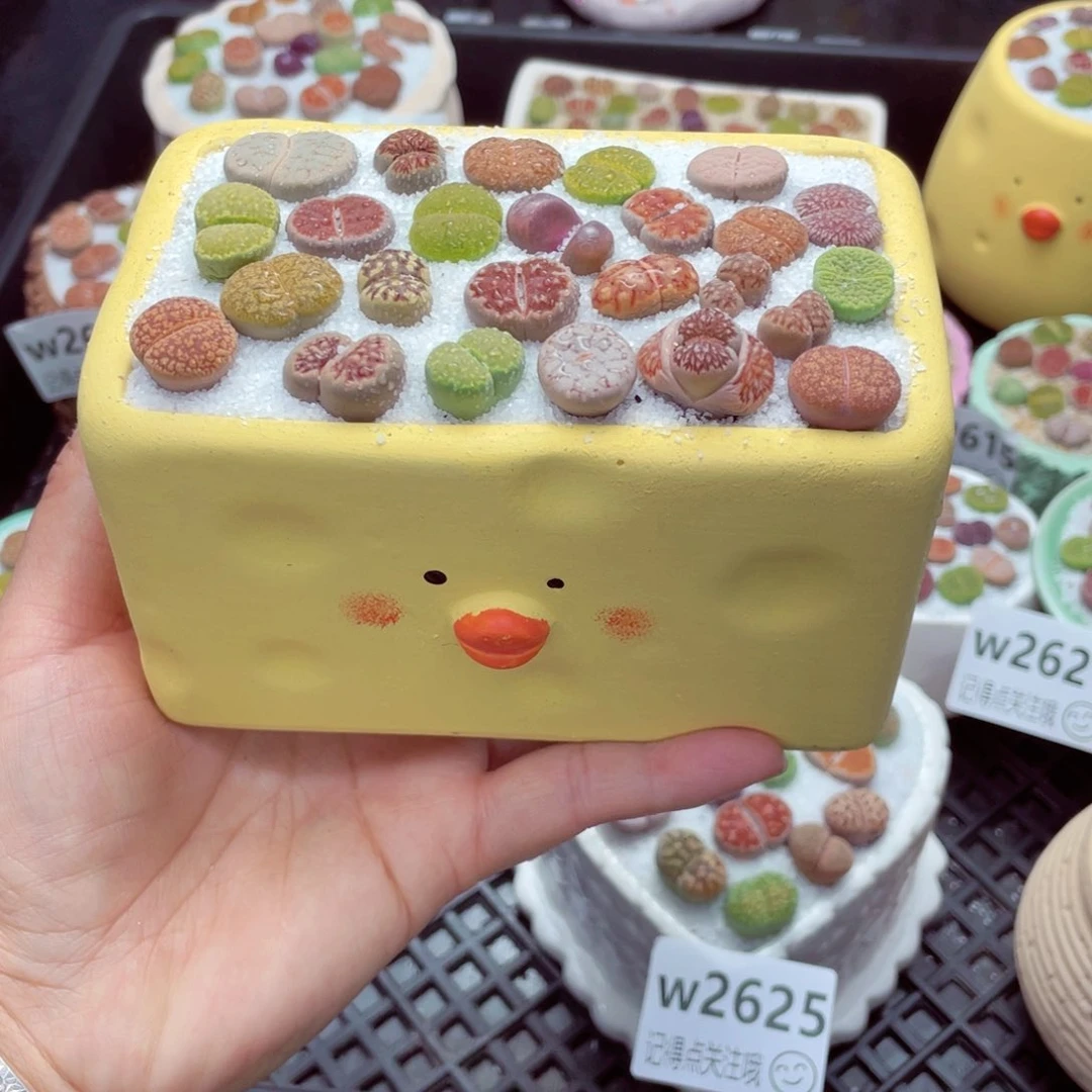 w2626 带盆土发货一物一拍