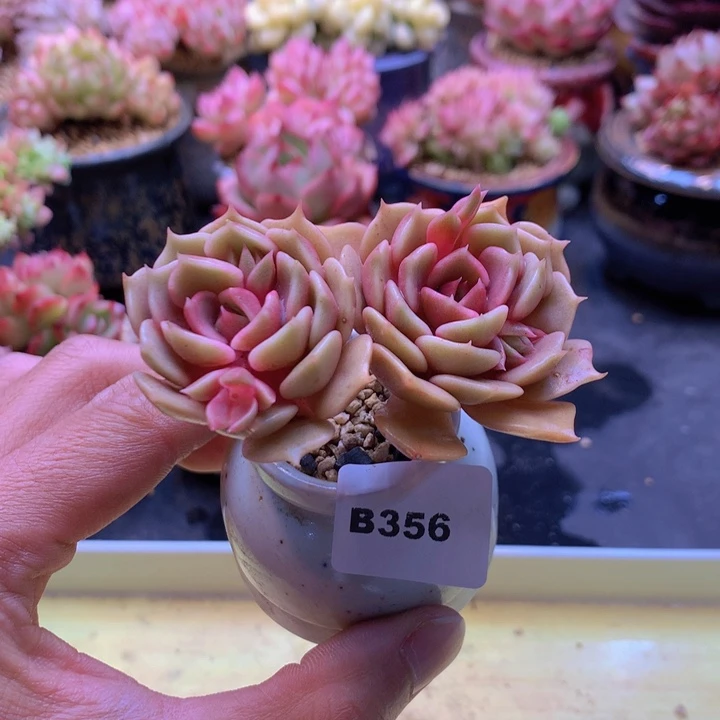 一物一拍满38包邮B356
