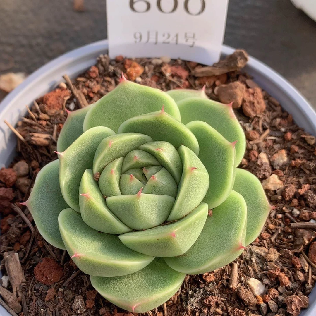 【闪购商品】云600号