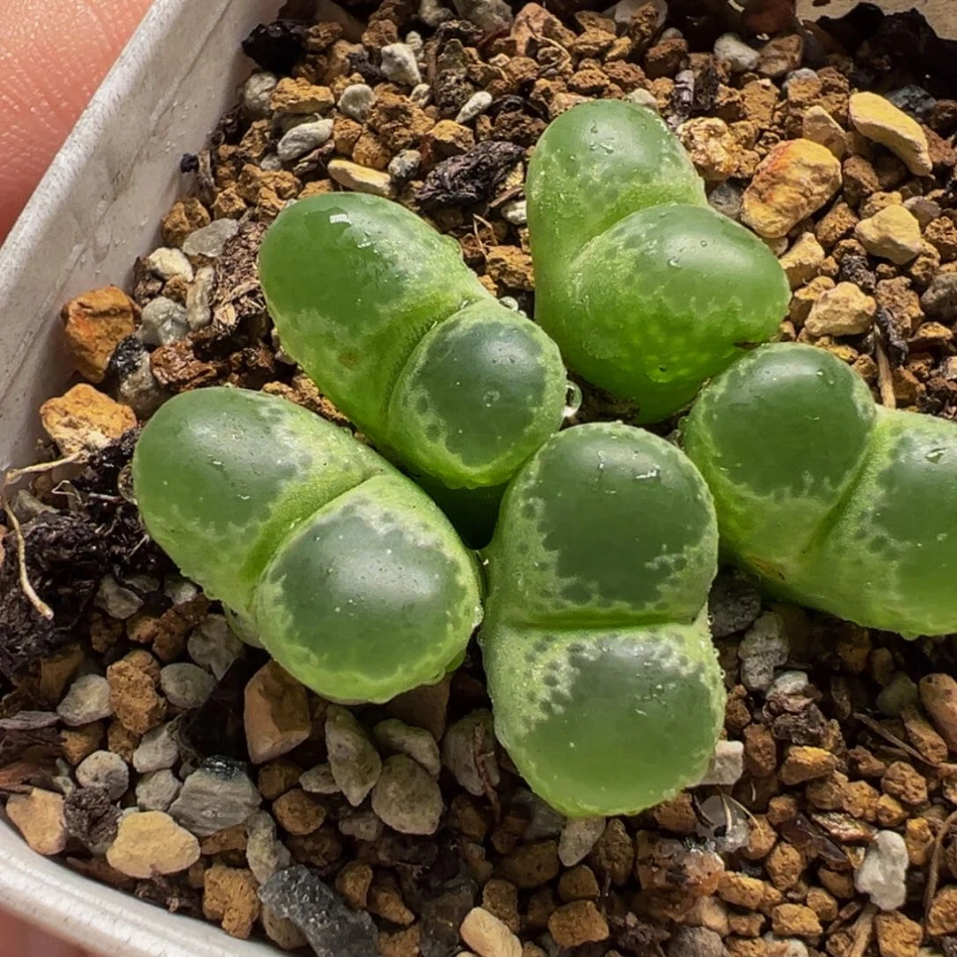 152多肉植物种类多样