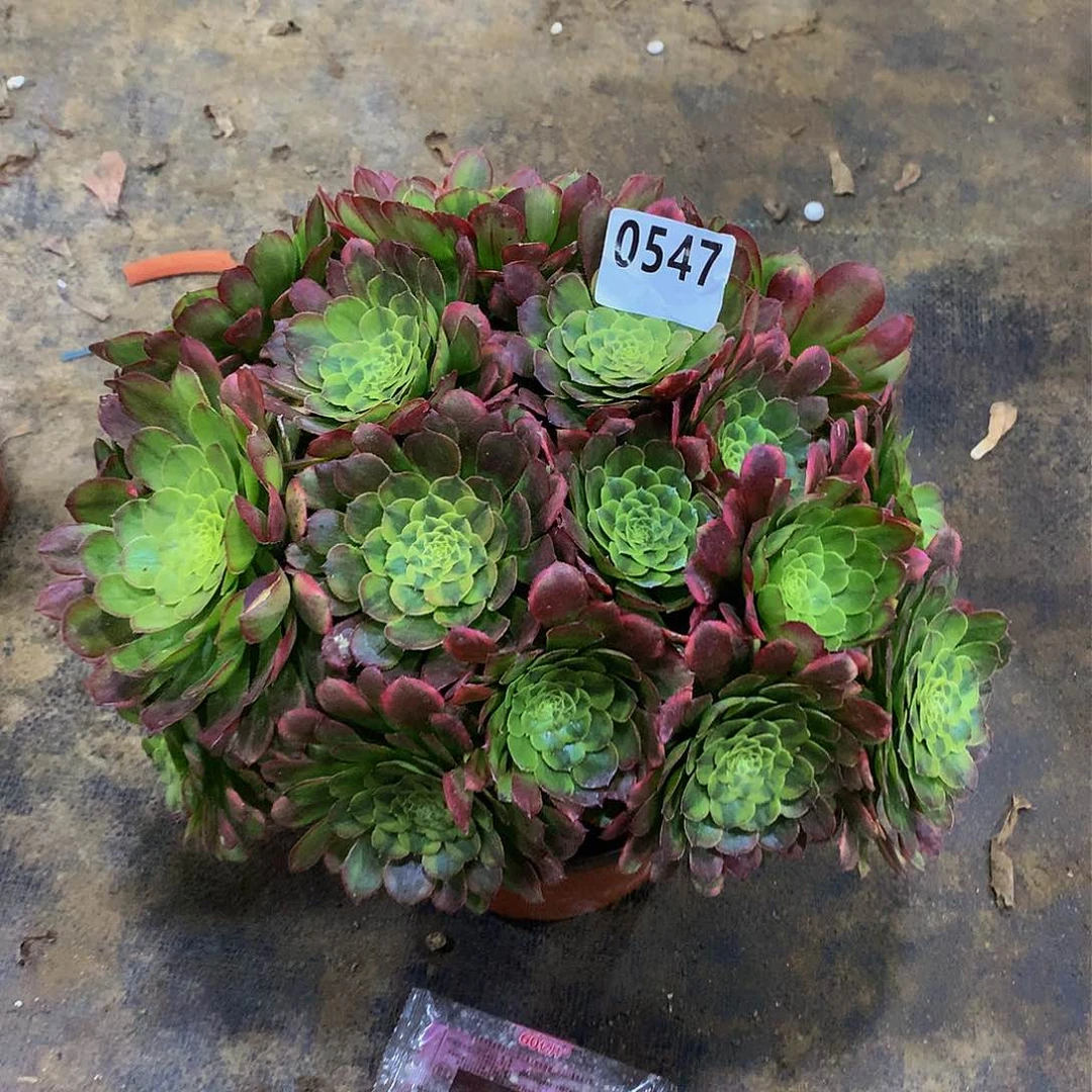 ღ****࿐547花888888888888