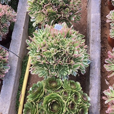 2.17-13白风2万拉丝1多肉植物