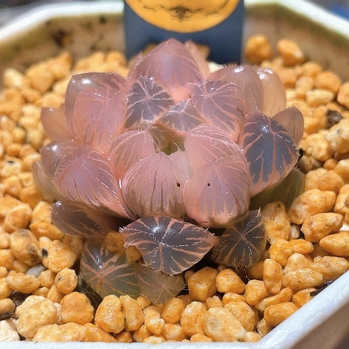 579糊斑赤线实生锦特选福利