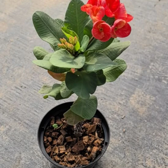 l***7完全开放金辉直播间一物一拍