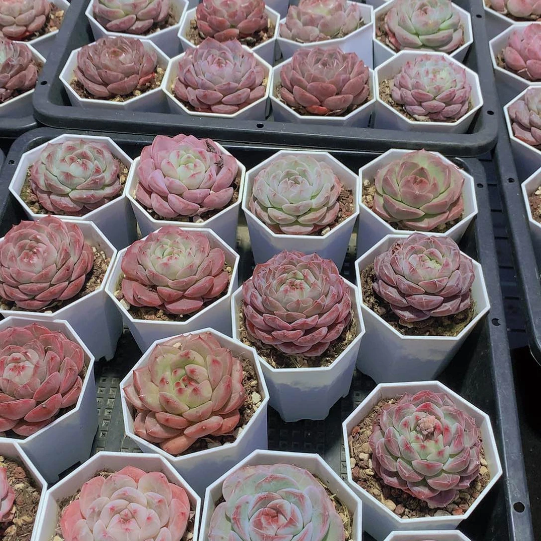 7颗组合23456788999000