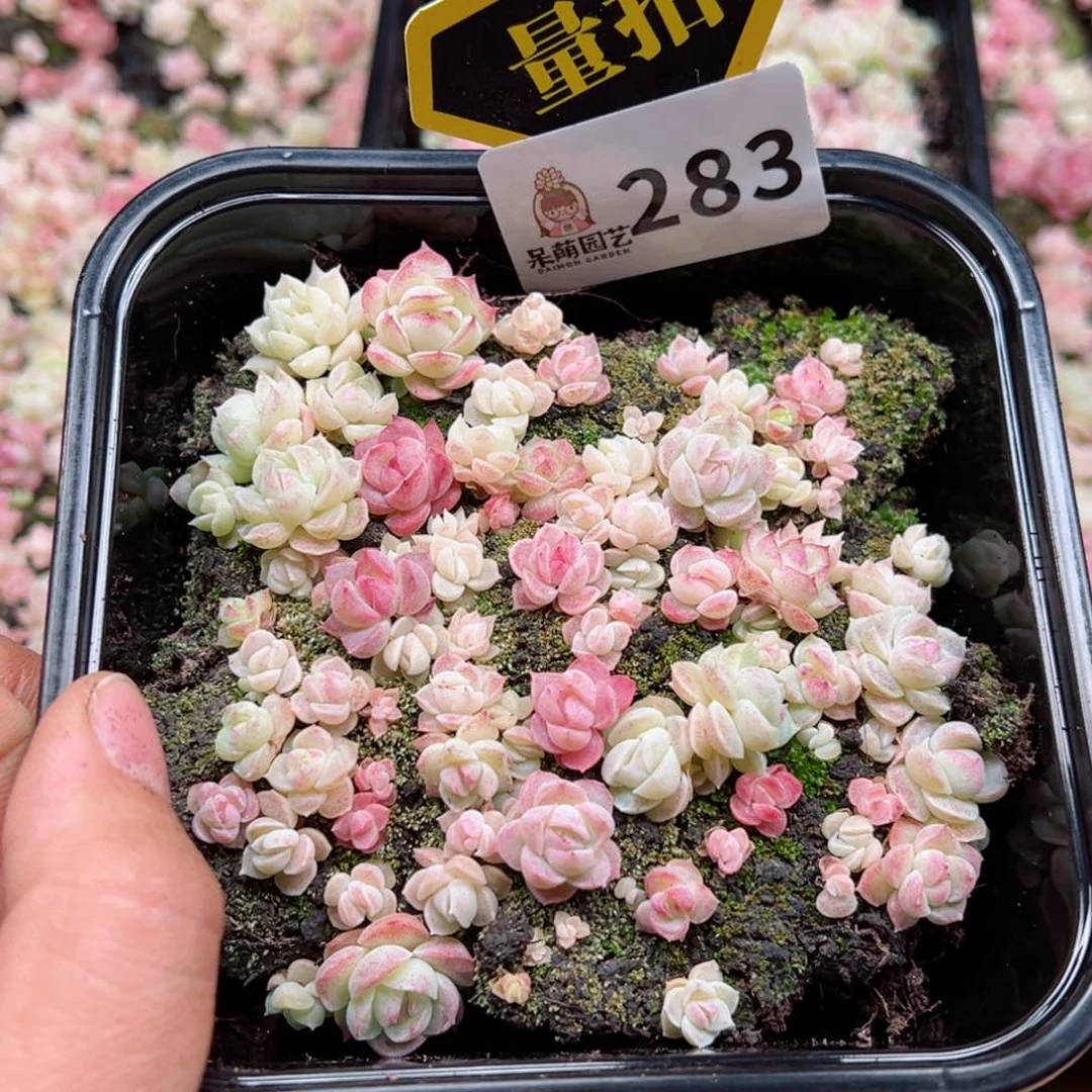 多肉植物多肉植物