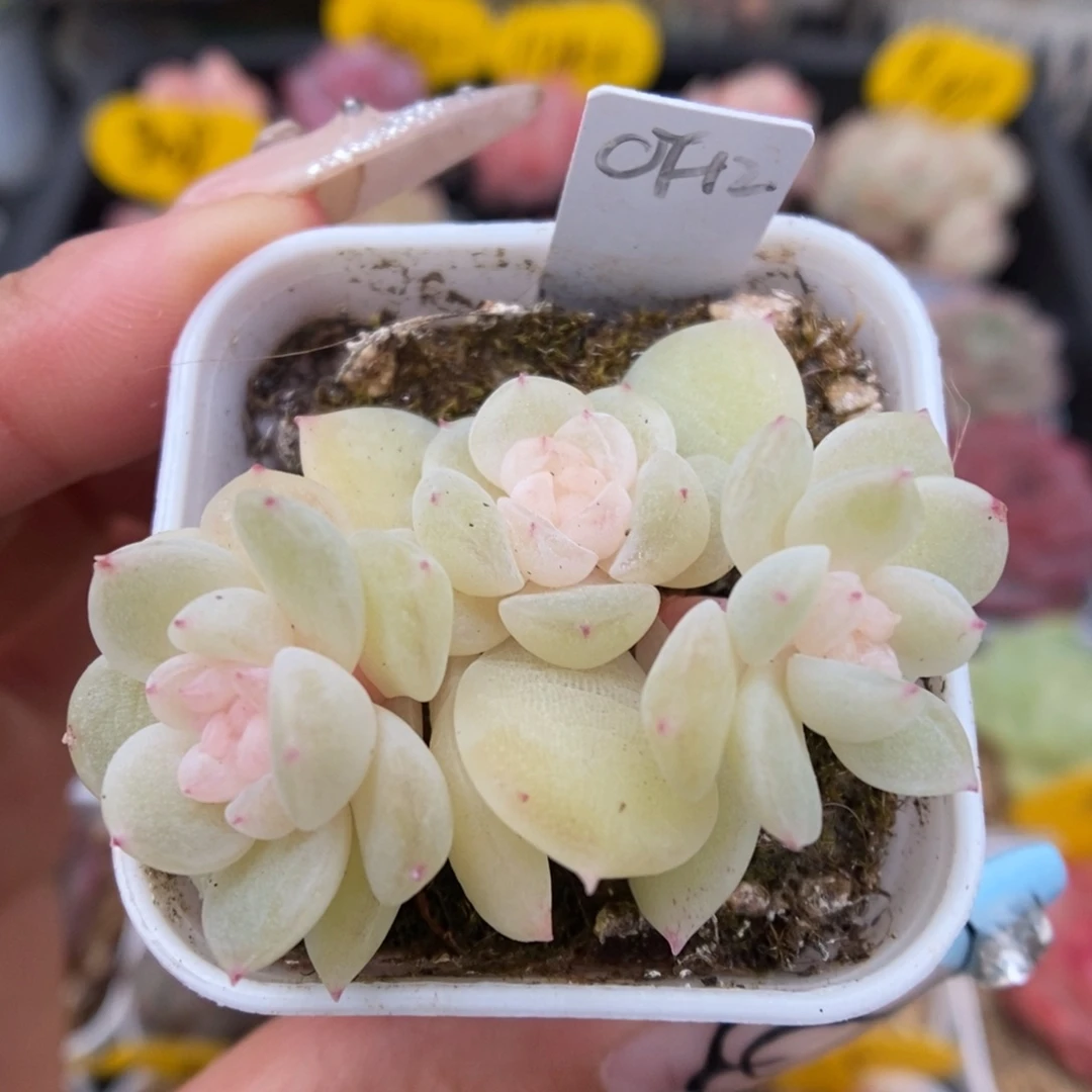 财富密码可拍1055号