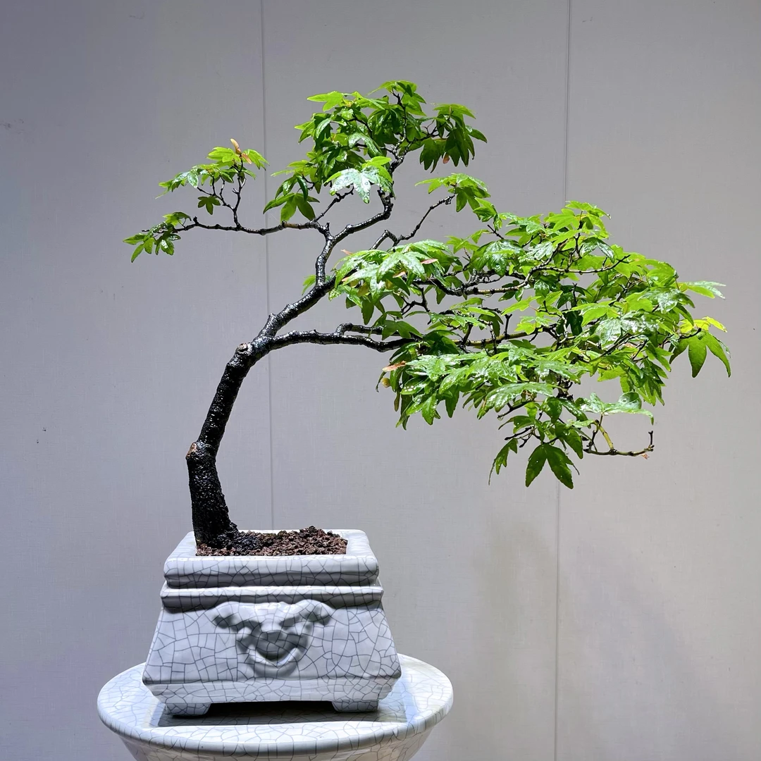 一物一拍【青禾】海岛石枫