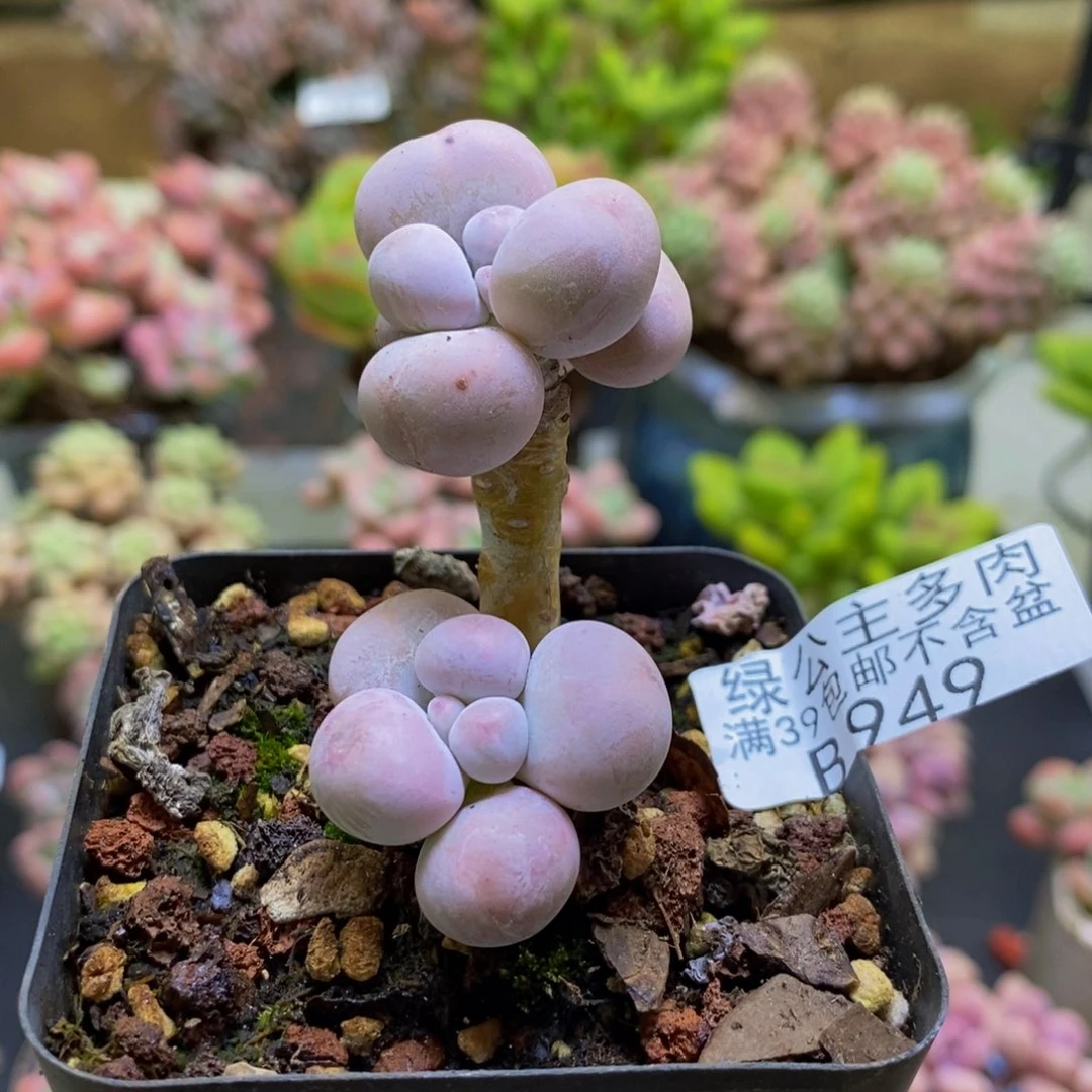 949橙奶3cm多肉植物