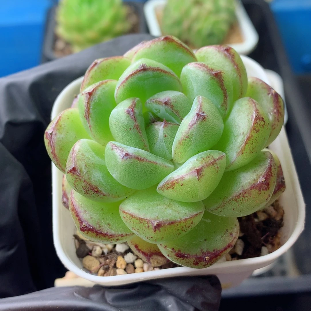 58包邮  群生不包整 18
