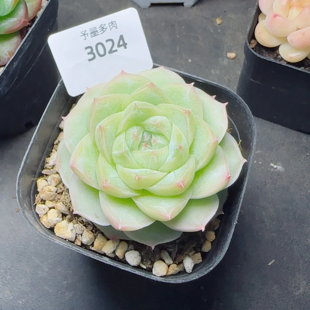 白体，3024多肉植物