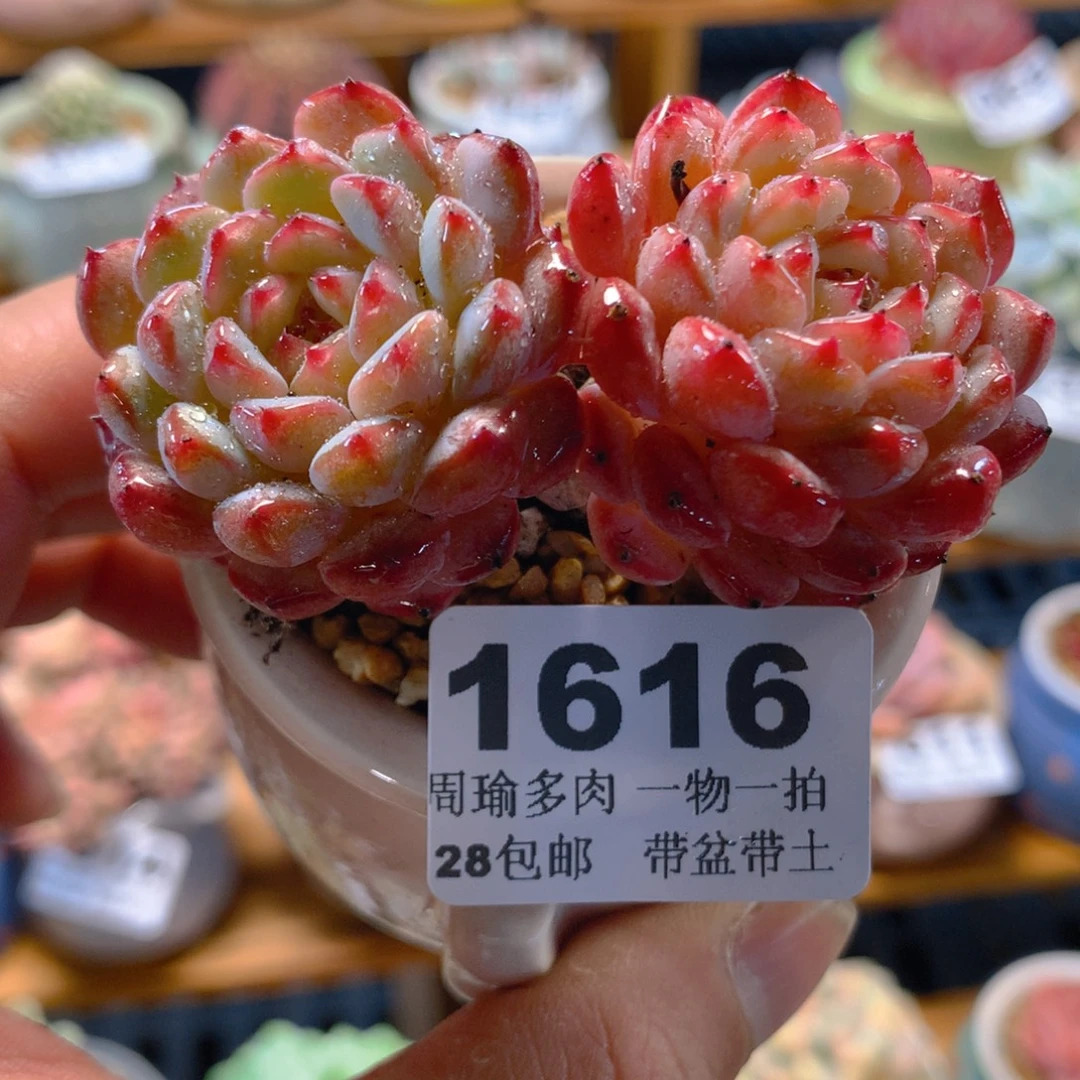 5厘米盆精控多肉1616